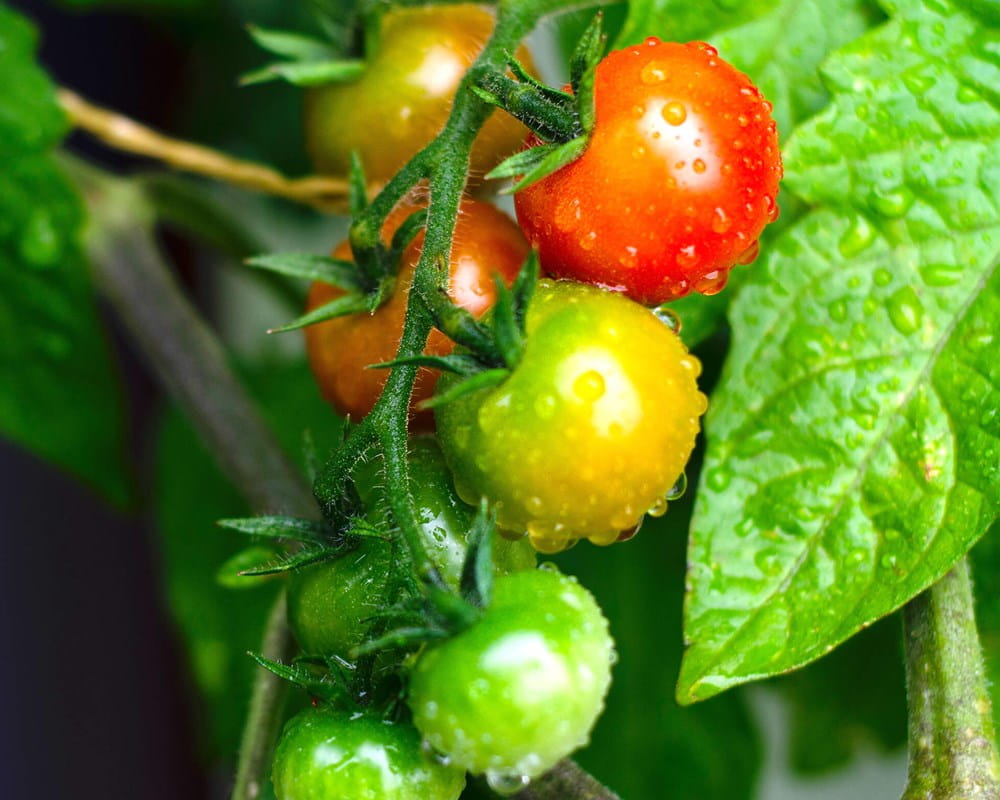 Tomatoes in garden