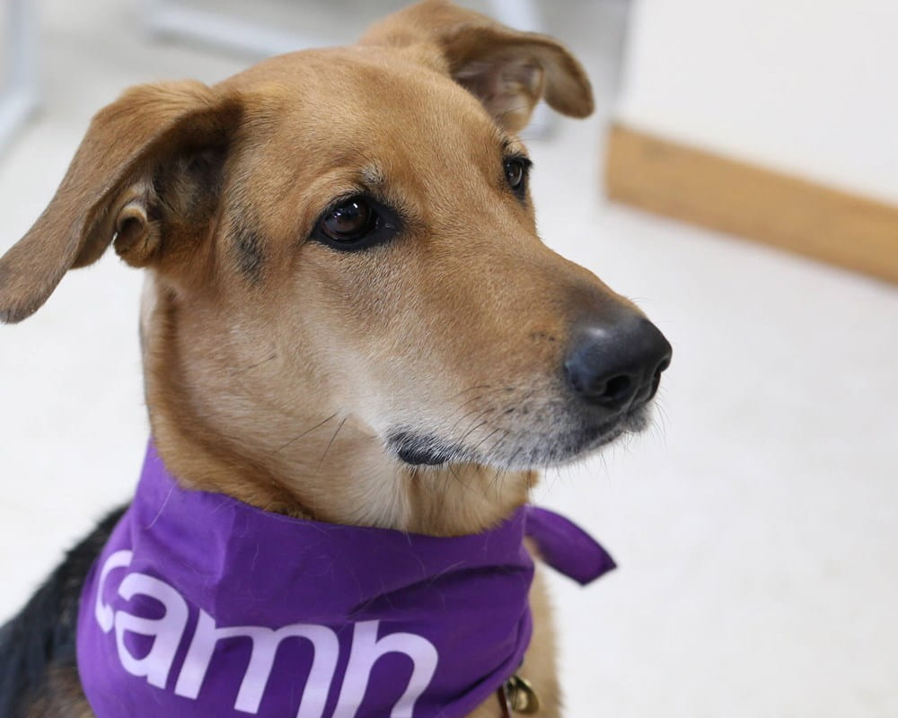 Therapy dog Abby