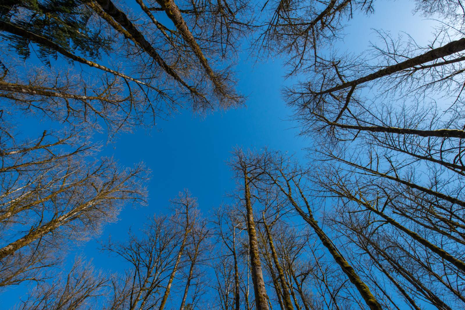 Trees and sky